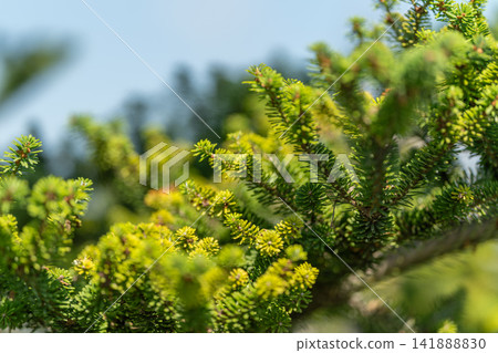 Vibrant green foliage of Korean fir flourishes under the clear sky at a serene forest Vibrant green foliage of Korean fir flourishes under the clear sky at a serene forest 141888830