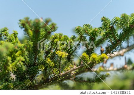 Korean fir branches glisten under a blue sky showcasing vibrant foliage and details of nature's beauty Korean fir branches glisten under a blue sky showcasing vibrant foliage and details of nature's beauty 141888831