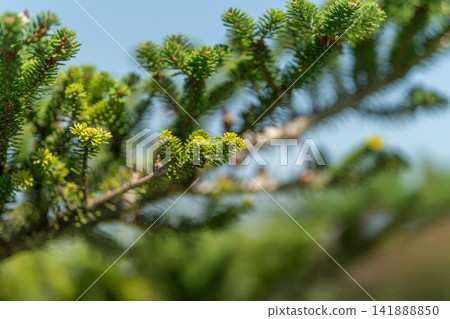 Korean fir branches thrive in the sunlight showcasing vibrant green needles symbolizing nature's beauty and resilience in a serene landscape Korean fir branches thrive in the sunlight showcasing vibrant green needles symbolizing nature's beauty and resilience in a serene landscape 141888850