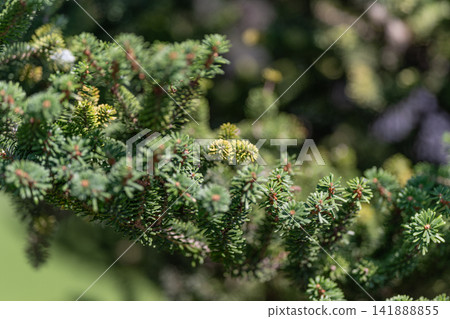 Delicate branches of Korean fir reveal bright yellow buds in a sunlit forest Delicate branches of Korean fir reveal bright yellow buds in a sunlit forest 141888855