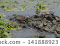 Two ducks stand on stones in the Dnipro River 141888923