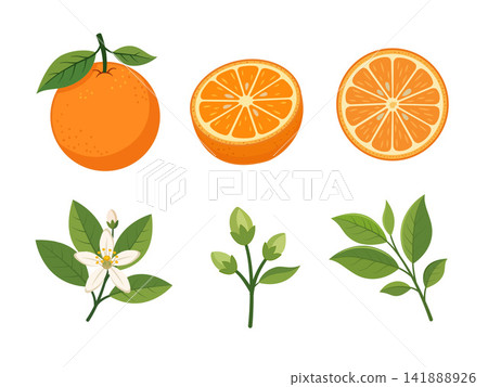 Botanical flat illustration set of a orange elements including the whole fruit, sliced fruit, green leaves, flower and flower buds, arranged on a white background.  141888926