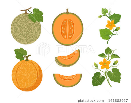 Botanical illustration set of whole and sliced melons, including a netted green melon and an orange-fleshed melon with visible seeds, leafy vines, curling tendrils, flowers, and flower buds. 141888927