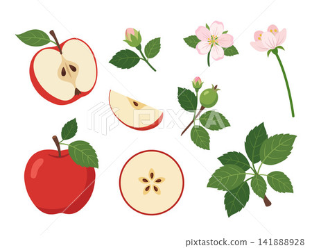 Botanical flat illustration set of red apples, apple slices, apple seeds, green leaves, flower blossoms, and small apple branches, arranged separately on a clean white background. Botanical flat illustration set of red apples, apple slices, apple seeds, green leaves, flower blossoms, and small apple branches, arranged separately on a clean white background. 141888928