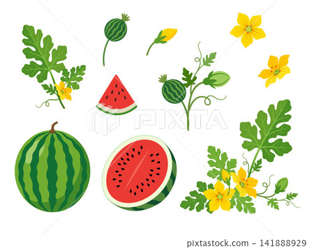 Botanical flat illustration set of whole and sliced watermelon, watermelon seeds, green vines, lobed leaves, tendrils, flowers, and flower buds, arranged separately on a clean white background. Botanical flat illustration set of whole and sliced watermelon, watermelon seeds, green vines, lobed leaves, tendrils, flowers, and flower buds, arranged separately on a clean white background. 141888929
