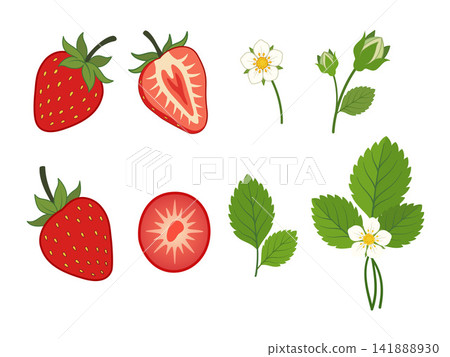 Botanical illustration set of whole strawberries, sliced strawberries, seeds, green leaves, white flowers, and flower buds, arranged on a white background. 141888930