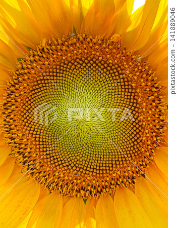 Sunflower seed head close-up showing seed pattern, pollination and oilseed production Sunflower seed head close-up showing seed pattern, pollination and oilseed production 141889046