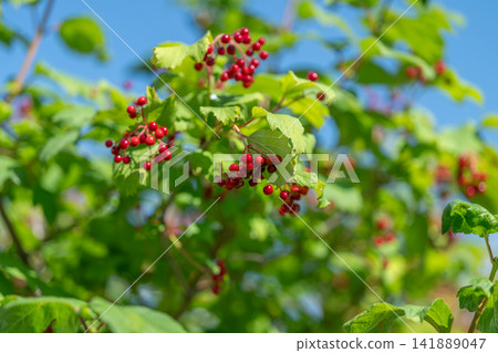 Bright red berries of Guelder-rose glisten under the sun among vibrant green leaves in a serene garden setting Bright red berries of Guelder-rose glisten under the sun among vibrant green leaves in a serene garden setting 141889047