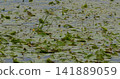 Water lilies bloom with yellow flowers on the Dnipro River in Kyiv 141889059