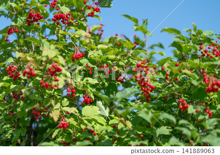 Vibrant clusters of guelder-rose berries shining under a clear blue sky Vibrant clusters of guelder-rose berries shining under a clear blue sky 141889063