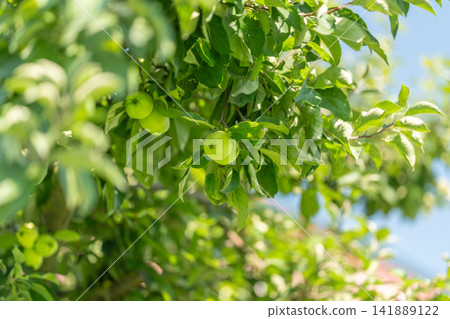 Green apples dangle gracefully from a lush tree on a sunny day showcasing nature's bounty and the beauty of fruit in its early stage Green apples dangle gracefully from a lush tree on a sunny day showcasing nature's bounty and the beauty of fruit in its early stage 141889122