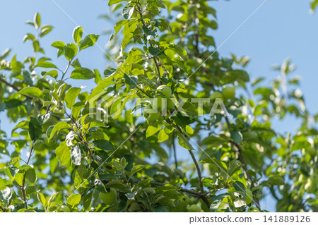 Juicy green apples hang from vibrant branches under a bright blue sky Juicy green apples hang from vibrant branches under a bright blue sky 141889126