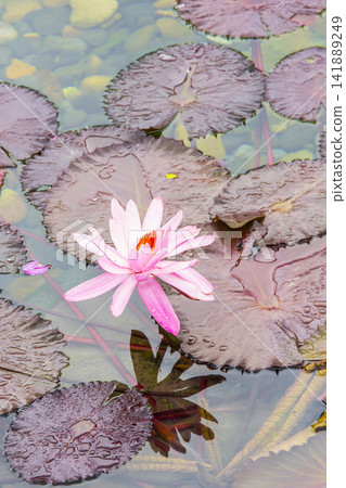 A single pink water lily blooms amongst dark, wet lily pads. A single pink water lily blooms amongst dark, wet lily pads. 141889249
