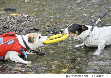 Playing in the river with their beloved dogs, two friendly Jack Russell Terriers playfully vying for a toy. Playing in the river with their beloved dogs, two friendly Jack Russell Terriers playfully vying for a toy. 141889305