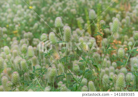 Trifolium arvense is growing in meadow. Annual herbaceous plant of legume family. Plant grows in meadows, forest edges, mainly on sandy soils. 141889385