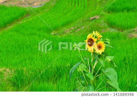 夏天,向日葵,稻田 夏天,向日葵,稻田 141889398