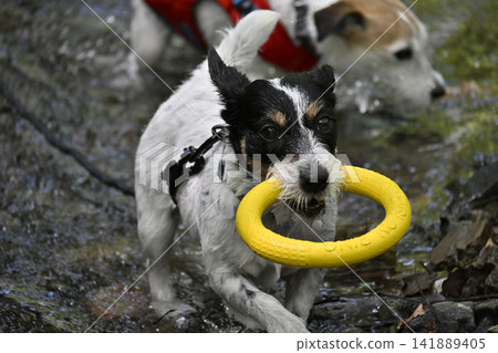 Playing in the river with my beloved dogs: Two friendly Jack Russell Terriers (broken coat and smooth coat) Playing in the river with my beloved dogs: Two friendly Jack Russell Terriers (broken coat and smooth coat) 141889405