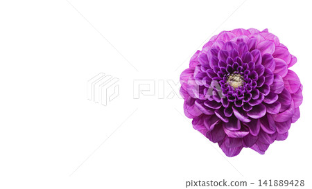 Purple dahlia, transparent background, macro. Purple dahlia, transparent background, macro. 141889428