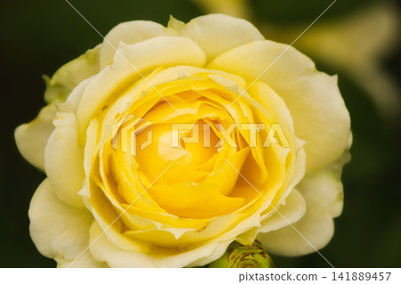 Yellow autumn roses have begun to bloom. Yellow autumn roses have begun to bloom. 141889457