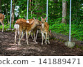Ezoshika's family 141889471