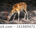 Ezo deer searching for food 141889472