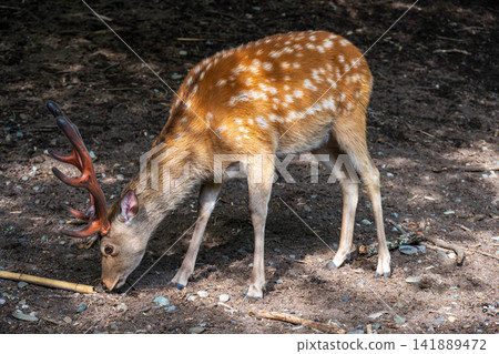 Ezo deer searching for food Ezo deer searching for food 141889472