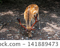 Ezo deer searching for food 141889473