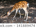 Ezo deer searching for food 141889474