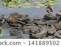 Ducks, a sense of peace: a natural scene among stones and lilies 141889502