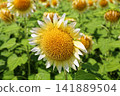 A close-up of a white sunflower shining in the summer sun. 141889504