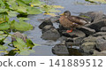 A mallard rests on the rocky shores of a pond, which is decorated with lilies 141889512