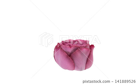 A purplish-pink rose; transparent background; macro. A purplish-pink rose; transparent background; macro. 141889526