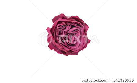 A purplish-pink rose; transparent background; macro. A purplish-pink rose; transparent background; macro. 141889539