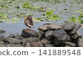 Contemplation at the water's edge: a mallard's quiet moment amidst the lily pads 141889548