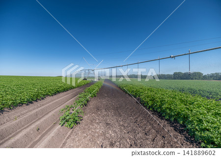 Vibrant potato fields under a clear blue sky showcasing the beauty of a sunny day in the countryside while irrigation systems work diligently to nourish the crops Vibrant potato fields under a clear blue sky showcasing the beauty of a sunny day in the countryside while irrigation systems work diligently to nourish the crops 141889602