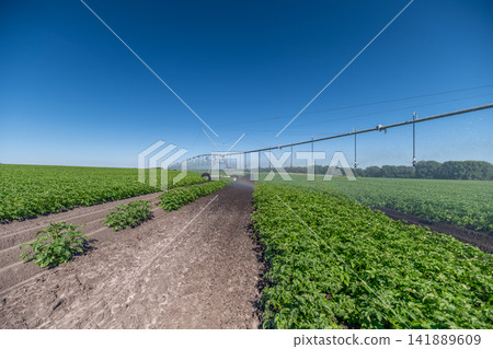 Gala potato fields flourishing under the bright sky with irrigation systems nourishing the soil during summer Gala potato fields flourishing under the bright sky with irrigation systems nourishing the soil during summer 141889609