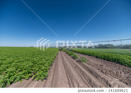 Vast green fields under a clear sky with irrigation system in action Vast green fields under a clear sky with irrigation system in action 141889621