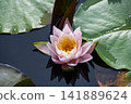 Lotus flowers floating on the water 141889624