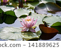 Lotus flowers floating on the water 141889625