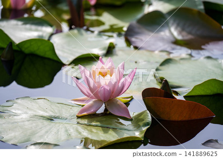 Lotus flowers floating on the water Lotus flowers floating on the water 141889625
