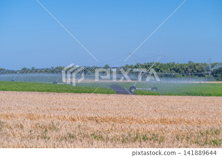 Modern irrigation system enhances crop growth in expansive fields during bright sunny day Modern irrigation system enhances crop growth in expansive fields during bright sunny day 141889644