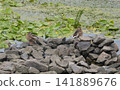 Carefree reserve of ducks among lilies - Kyiv, Ukraine 141889676
