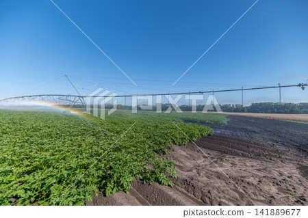 Vibrant green gala potato fields flourish under a clear blue sky with irrigation system creating a refreshing mist Vibrant green gala potato fields flourish under a clear blue sky with irrigation system creating a refreshing mist 141889677
