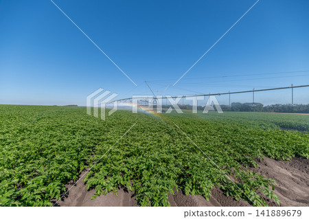 Lush green potato fields under a bright blue sky with a beautiful rainbow from irrigation on a sunny afternoon Lush green potato fields under a bright blue sky with a beautiful rainbow from irrigation on a sunny afternoon 141889679
