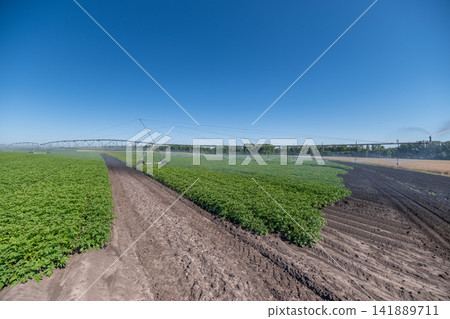 Vibrant potato fields flourish under bright blue skies during a sunny afternoon on a rural farm Vibrant potato fields flourish under bright blue skies during a sunny afternoon on a rural farm 141889711