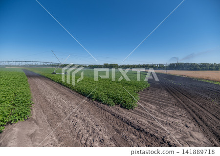 Vibrant farmland flourishing under clear blue skies with lush crops and irrigation in full swing invites a peaceful rural life Vibrant farmland flourishing under clear blue skies with lush crops and irrigation in full swing invites a peaceful rural life 141889718