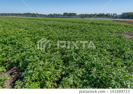 Fields of flourishing Gala potatoes basking under the warm sun showcasing vibrant greenery and healthy growth Fields of flourishing Gala potatoes basking under the warm sun showcasing vibrant greenery and healthy growth 141889723
