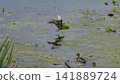 Ducks on the Dnipro River, water lilies, reeds, wild nature 141889724