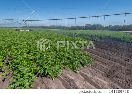 Modern irrigation system enhances efficient farming in lush potato fields under a clear blue sky Modern irrigation system enhances efficient farming in lush potato fields under a clear blue sky 141889738