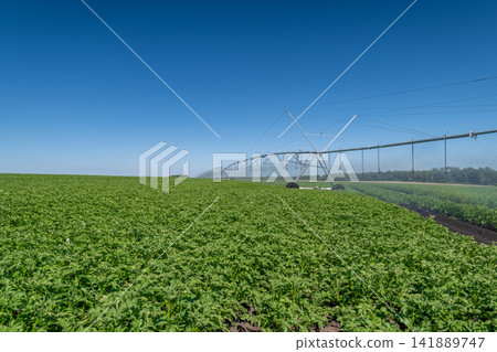 Gala potato variety thriving in lush green fields under a clear blue sky Gala potato variety thriving in lush green fields under a clear blue sky 141889747